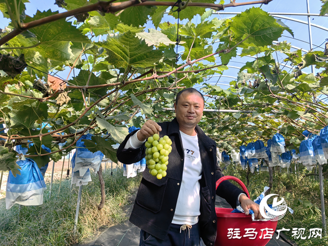 驛城區(qū)諸市鎮(zhèn)魏莊：“陽(yáng)光玫瑰”照亮致富路