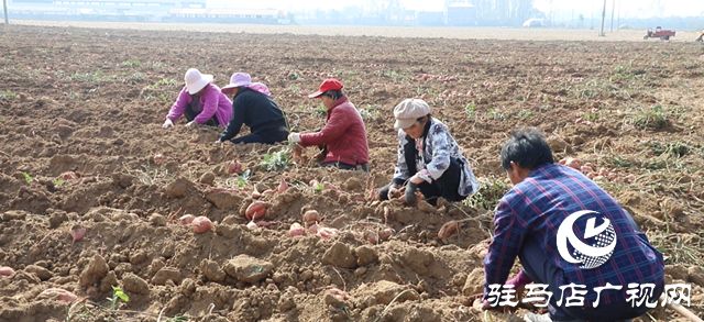 確山縣：紅薯喜豐收，田間收獲忙