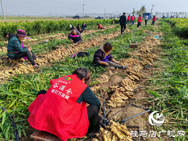 平輿縣高楊店鎮(zhèn)劉寨村委：特色生姜種植喜獲豐收 村民致富“姜”來(lái)可期