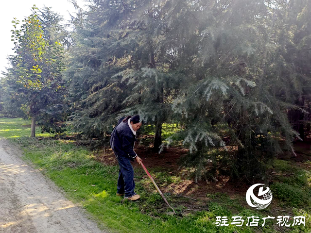 上蔡縣蔡溝鎮(zhèn)中陳村：發(fā)展苗木種植業(yè) 帶領群眾增收