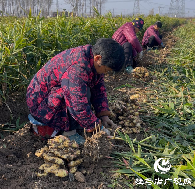 驛城區(qū)水屯鎮(zhèn)：生姜產(chǎn)業(yè)促增收