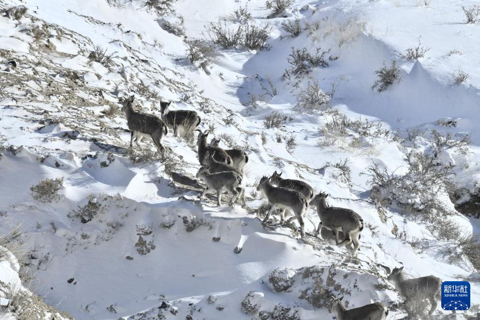 寒潮來(lái)襲 多地出現(xiàn)降雪