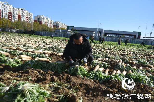 正陽縣中坤農(nóng)業(yè)：脆嫩蘿卜迎豐收 醬菜產(chǎn)業(yè)助發(fā)展