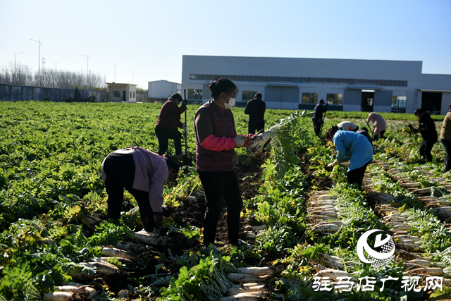 正陽縣中坤農(nóng)業(yè)：脆嫩蘿卜迎豐收 醬菜產(chǎn)業(yè)助發(fā)展