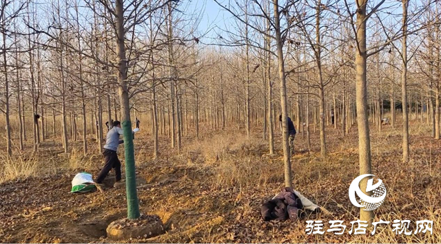 驛城區(qū)板橋鎮(zhèn)：花木產業(yè)美村富民 產銷兩旺有“錢”景