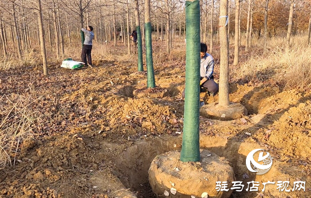 驛城區(qū)板橋鎮(zhèn)：花木產業(yè)美村富民 產銷兩旺有“錢”景