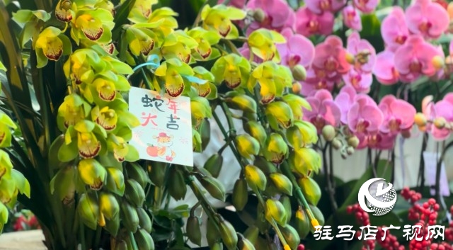 新春佳節(jié)即將到來，綠植花卉成為節(jié)日新寵