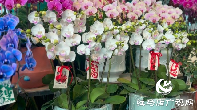 新春佳節(jié)即將到來，綠植花卉成為節(jié)日新寵