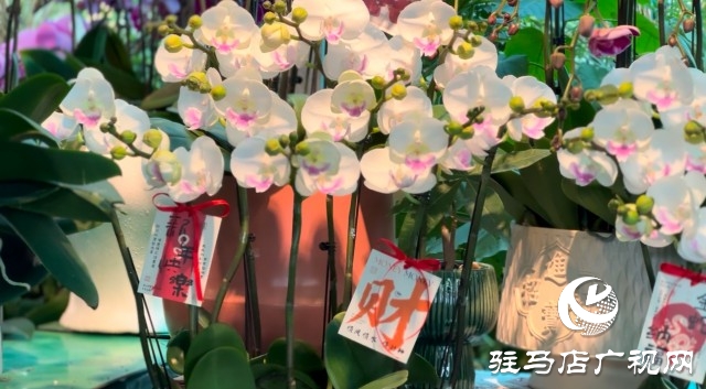 新春佳節(jié)即將到來，綠植花卉成為節(jié)日新寵