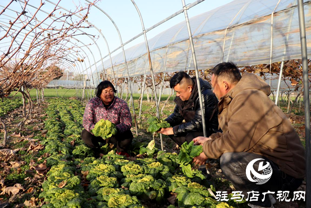 平輿縣：套種模式收益高