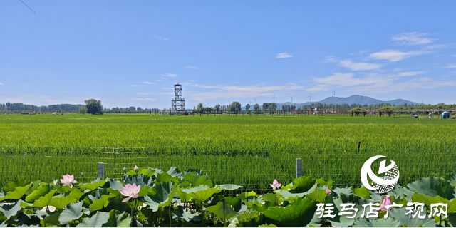 確山縣留莊鎮(zhèn)召開稻米產(chǎn)業(yè)高質(zhì)量發(fā)展座談會(huì)