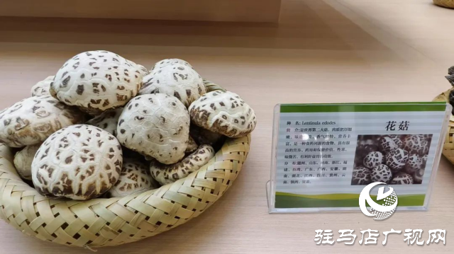 公交直達(dá)！泌陽(yáng)縣花菇博物館開(kāi)啟奇妙之旅