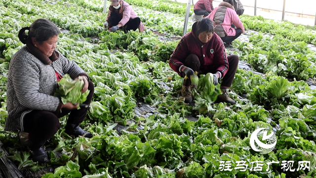 正陽(yáng)縣熊寨鎮(zhèn)王樓村：“蔬”寫綠色致富路