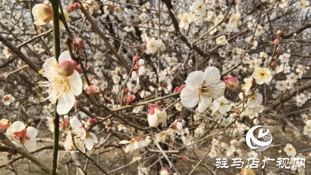 天中梅花基地：萬株梅綻 燃爆新春的網紅花海