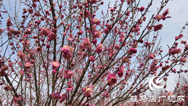 天中梅花基地：萬株梅綻 燃爆新春的網紅花海