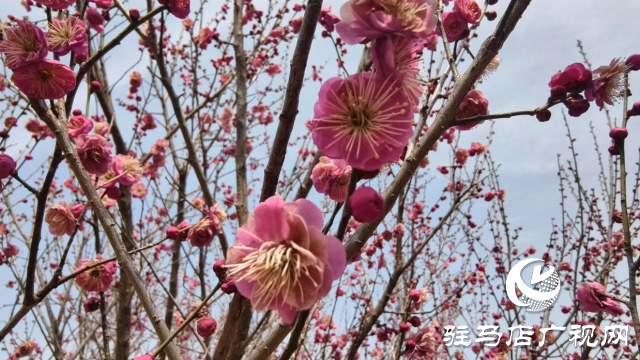 天中梅花基地：萬株梅綻 燃爆新春的網紅花海