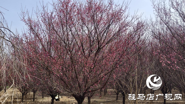 天中梅花基地：萬株梅綻 燃爆新春的網紅花海