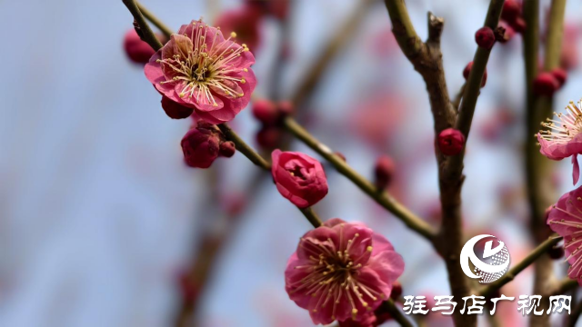 天中梅花基地：萬株梅綻 燃爆新春的網紅花海