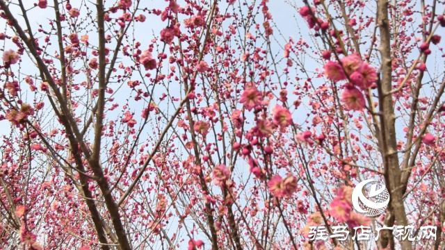 天中梅花基地：萬株梅綻 燃爆新春的網紅花海