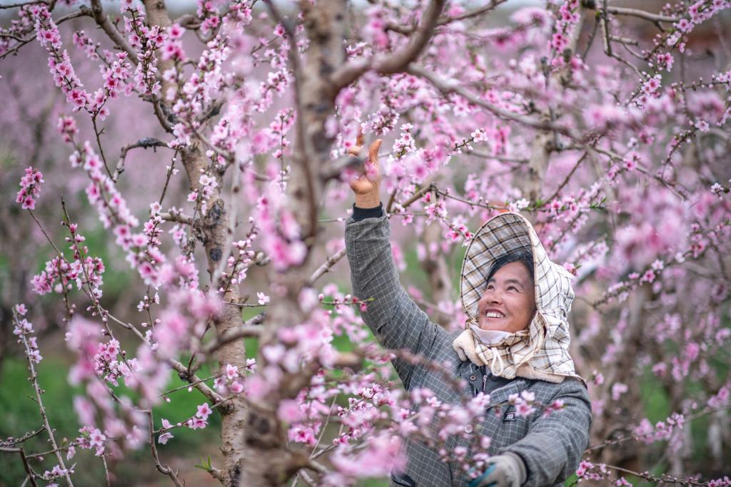 早春中國遇芳菲