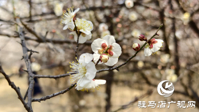 天中梅花基地：萬株梅綻 燃爆新春的網紅花海