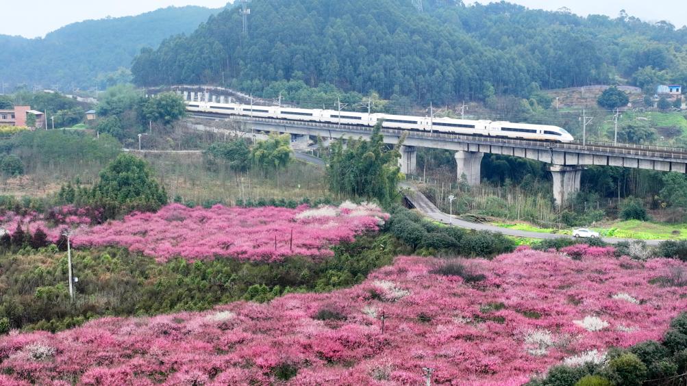 早春中國遇芳菲