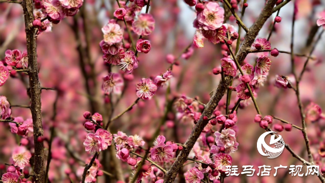 天中梅花基地：萬株梅綻 燃爆新春的網紅花海