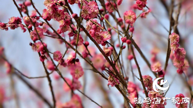 天中梅花基地：萬株梅綻 燃爆新春的網紅花海