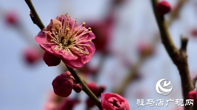 天中梅花基地：萬株梅綻 燃爆新春的網紅花海