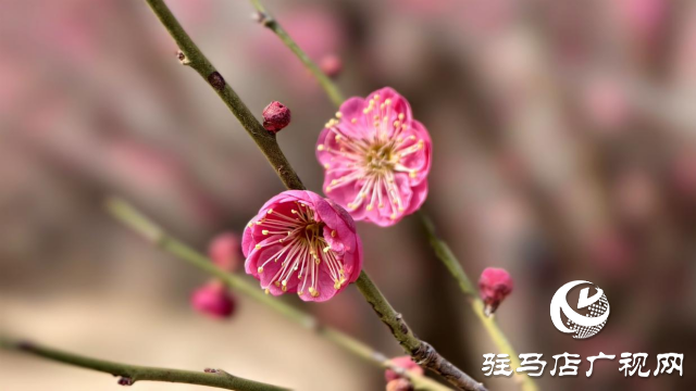 天中梅花基地：萬株梅綻 燃爆新春的網紅花海