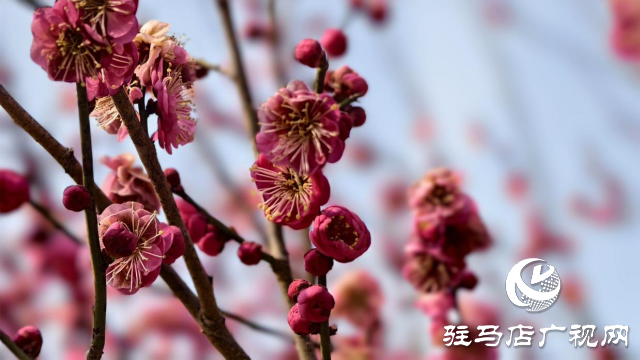 天中梅花基地：萬株梅綻 燃爆新春的網紅花海