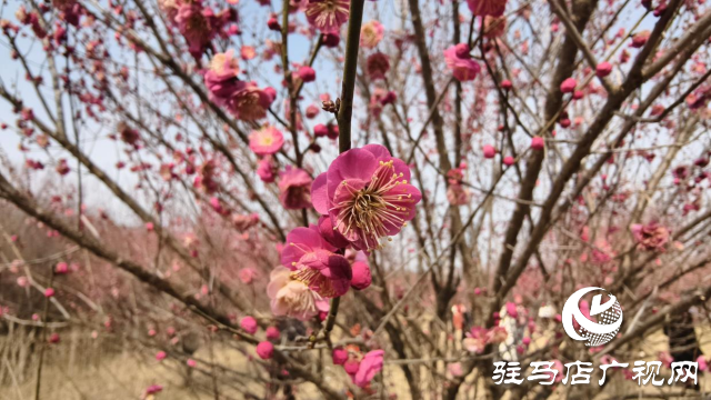 天中梅花基地：萬株梅綻 燃爆新春的網紅花海