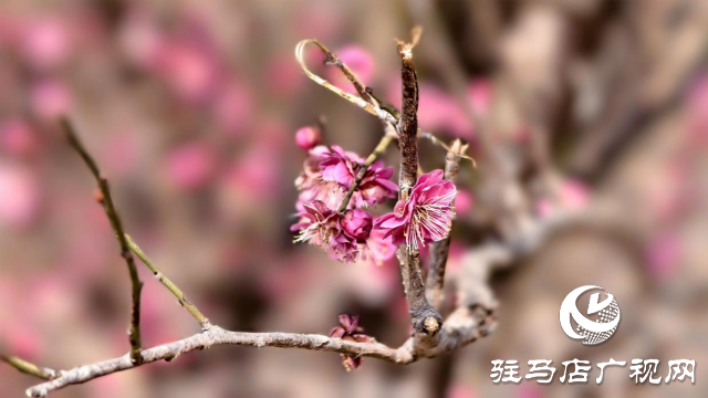 天中梅花基地：萬株梅綻 燃爆新春的網紅花海