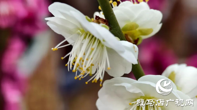 泌陽王店鎮(zhèn)高樓村：百畝梅花繪就生態(tài)文旅新畫卷