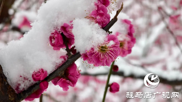 駐馬店雙龍公園：雪舞梅香 詩意盎然