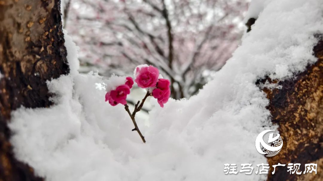 駐馬店雙龍公園：雪舞梅香 詩意盎然