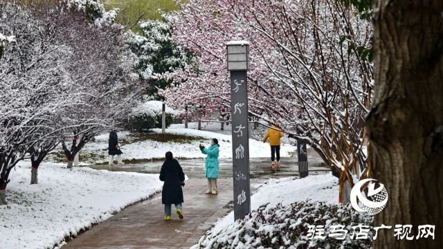 駐馬店雙龍公園：雪舞梅香 詩意盎然