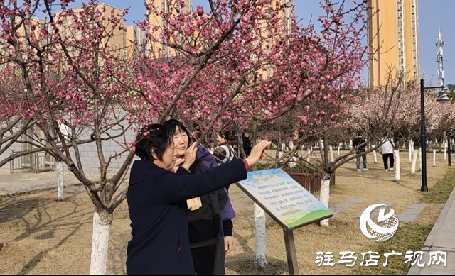 駐馬店開(kāi)源公園：梅花綻放春意濃