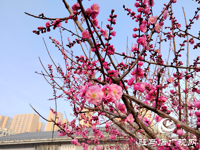 駐馬店開(kāi)源公園：梅花綻放春意濃