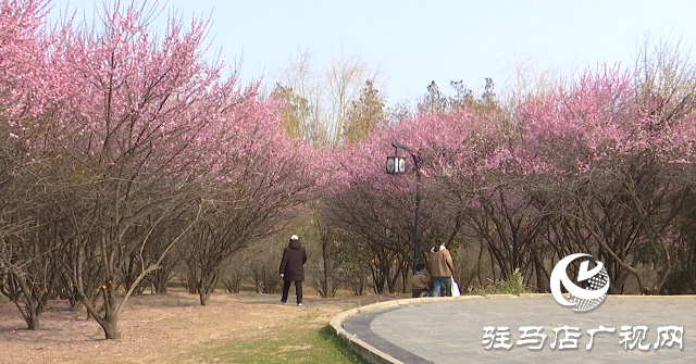 正陽縣：梅花競相綻放 踏青賞花正當(dāng)時