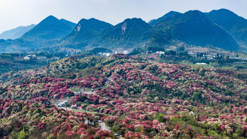 接下來這半個多月，這些地方會很美！