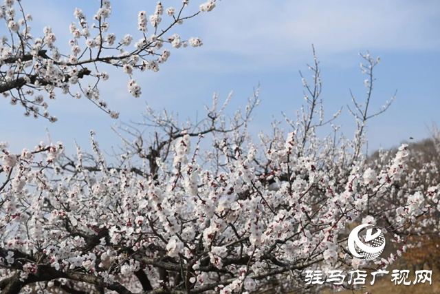 百畝繁花驚艷綻放 游客邂逅夢幻花海