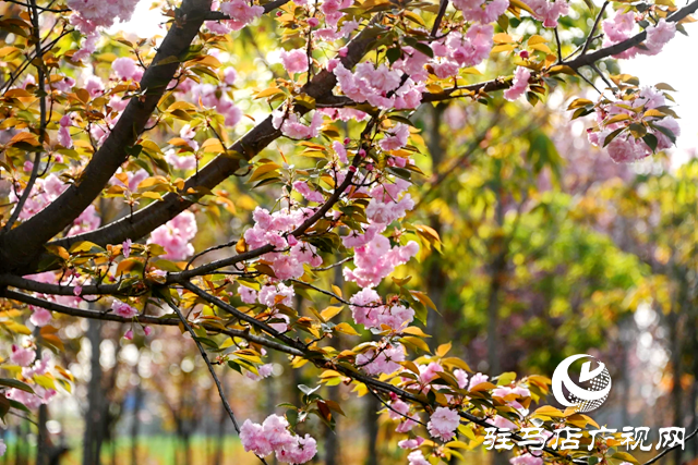 百花繪就春之調(diào)色盤(pán) 錦繡花海引客醉芳菲