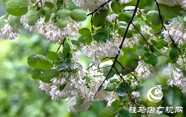 雨中流蘇綻放老樂山 如雪似瀑引游人沉醉