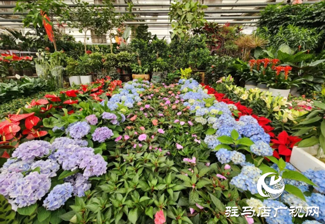 “五一”假期 花卉市場(chǎng)銷(xiāo)售旺