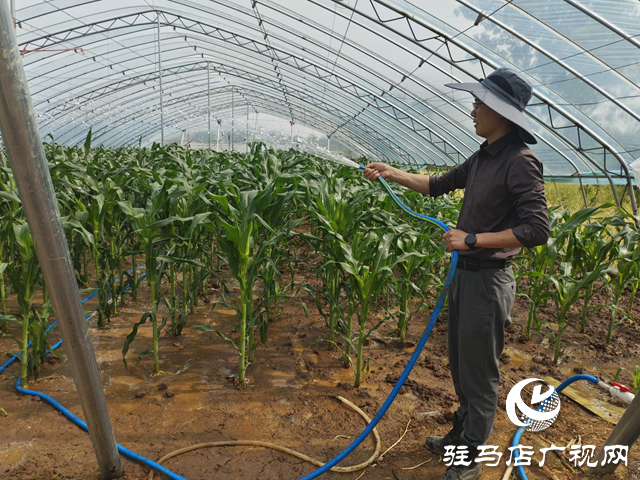 駐馬店市驛城區(qū)朱古洞鄉(xiāng)：黨建引領繪新篇 特色農(nóng)業(yè)促振興