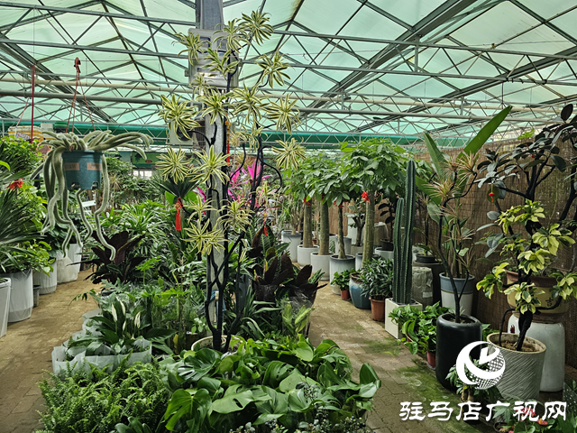 “五一”假期 花卉市場(chǎng)銷(xiāo)售旺