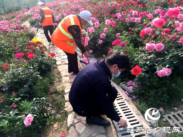 綠意蔥蘢花滿城！確山縣住建局精心打造“城市大花園”