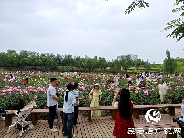 綠意蔥蘢花滿城！確山縣住建局精心打造“城市大花園”