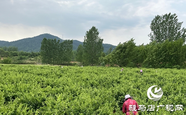泌陽(yáng)縣：金銀花開(kāi)富鄉(xiāng)鄰 盤古山下產(chǎn)業(yè)興